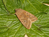 2187 Orthosia cerasi (Common Quaker)