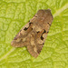 2190 Orthosia gothica (Hebrew Character)