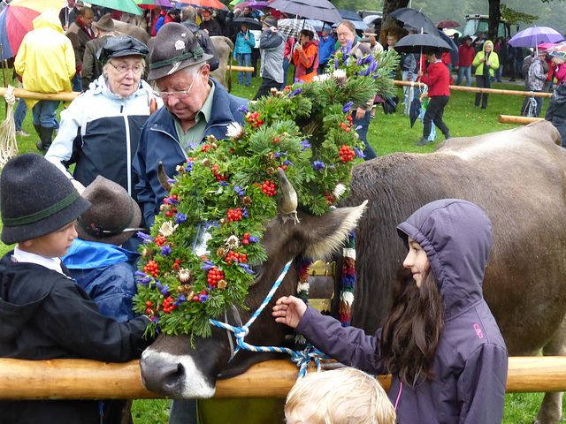 The Kranzkuh (wreath Cow)