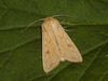 2195 Mythimna vitellina (Delicate)