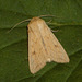 2195 Mythimna vitellina (Delicate)