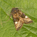 2305 Euplexia lucipara (Small Angle Shades)