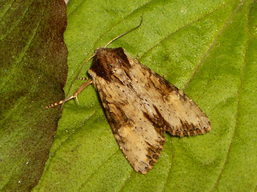 2326 Apamea crenata (Clouded-bordered Brindle)