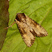 2326 Apamea crenata (Clouded-bordered Brindle)