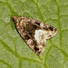 2410 Protodeltote pygarga (Marbled White Spot)