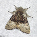 2425 Colocasia coryii (Nut-tree Tussock)