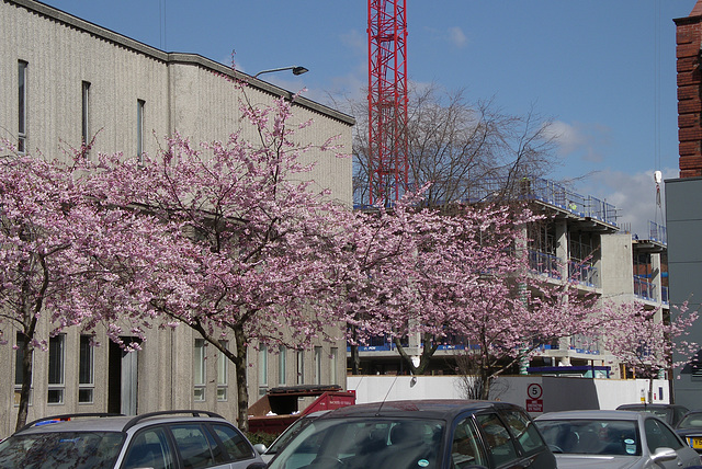 Outside the Dental School