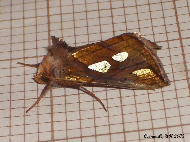 2439 Plusia festucae (Gold Spot)