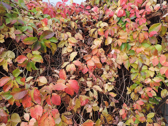 Wilder Wein im Herbst /1