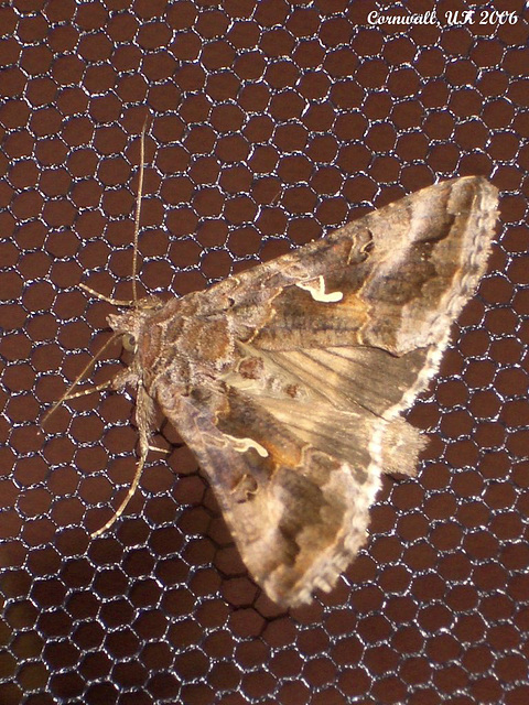 2441 Autographa gamma (Silver Y)