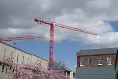 big cranes