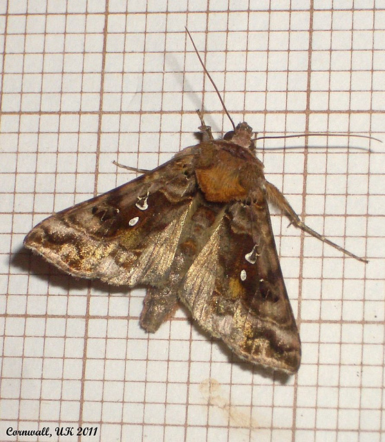 2442 Autographa pulchrina (Beautiful Golden Y)