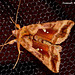 2443 Autographa jota (Plain Golden Y)