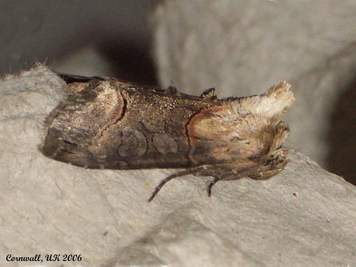 2449 Abrostola triplasia (Dark Spectacle)