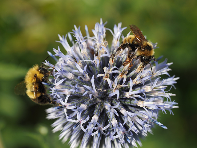 Orbiting the Globe (Thistle)