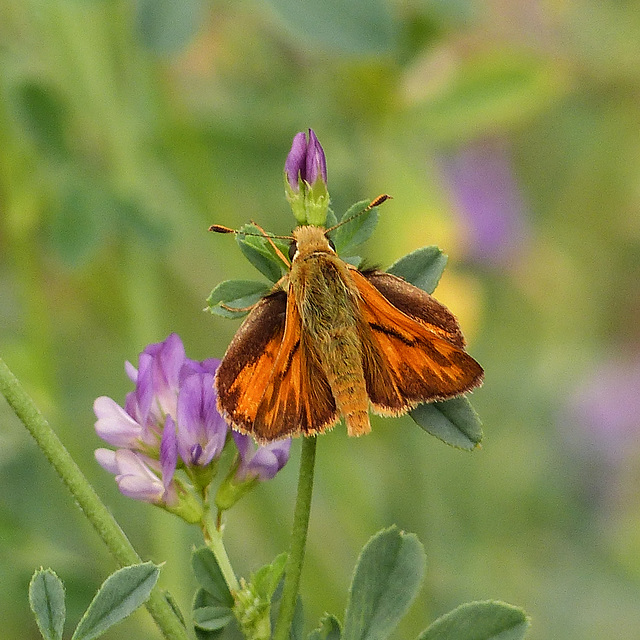 Common Branded Skipper on Alfalfa