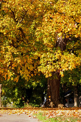 Fall Tree 2014