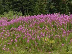 The joy of vibrant Fireweed