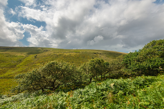 Dartmoor - Wistman's Wood - 20140811