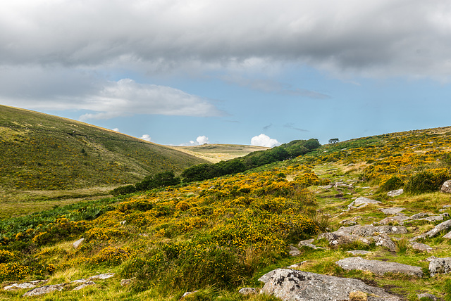 Dartmoor - Wistman's Wood -  20140811