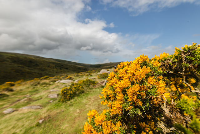 Dartmoor - 20140811