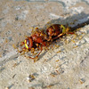 Dead hornet being dismantled by red ants