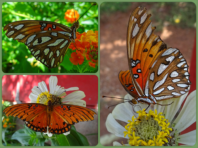 Gulf Fritillary (Agraulis vanillae)(f) Collage