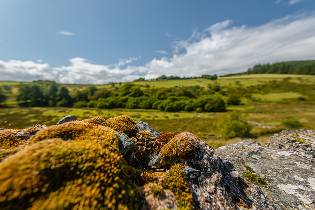 Dartmoor - 20140811