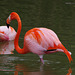 Parc aux oiseaux - Villars les Dombes - France