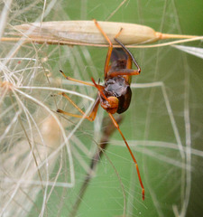 Bug on the thistle tops