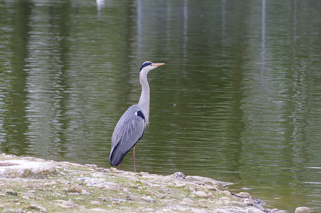 Parc aux oiseaux - Villars les Dombes - France