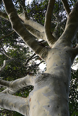 Eucalyptus rare, serres de la madonne
