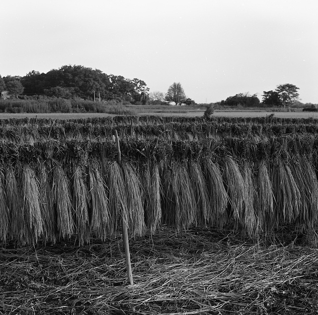 Drying rice