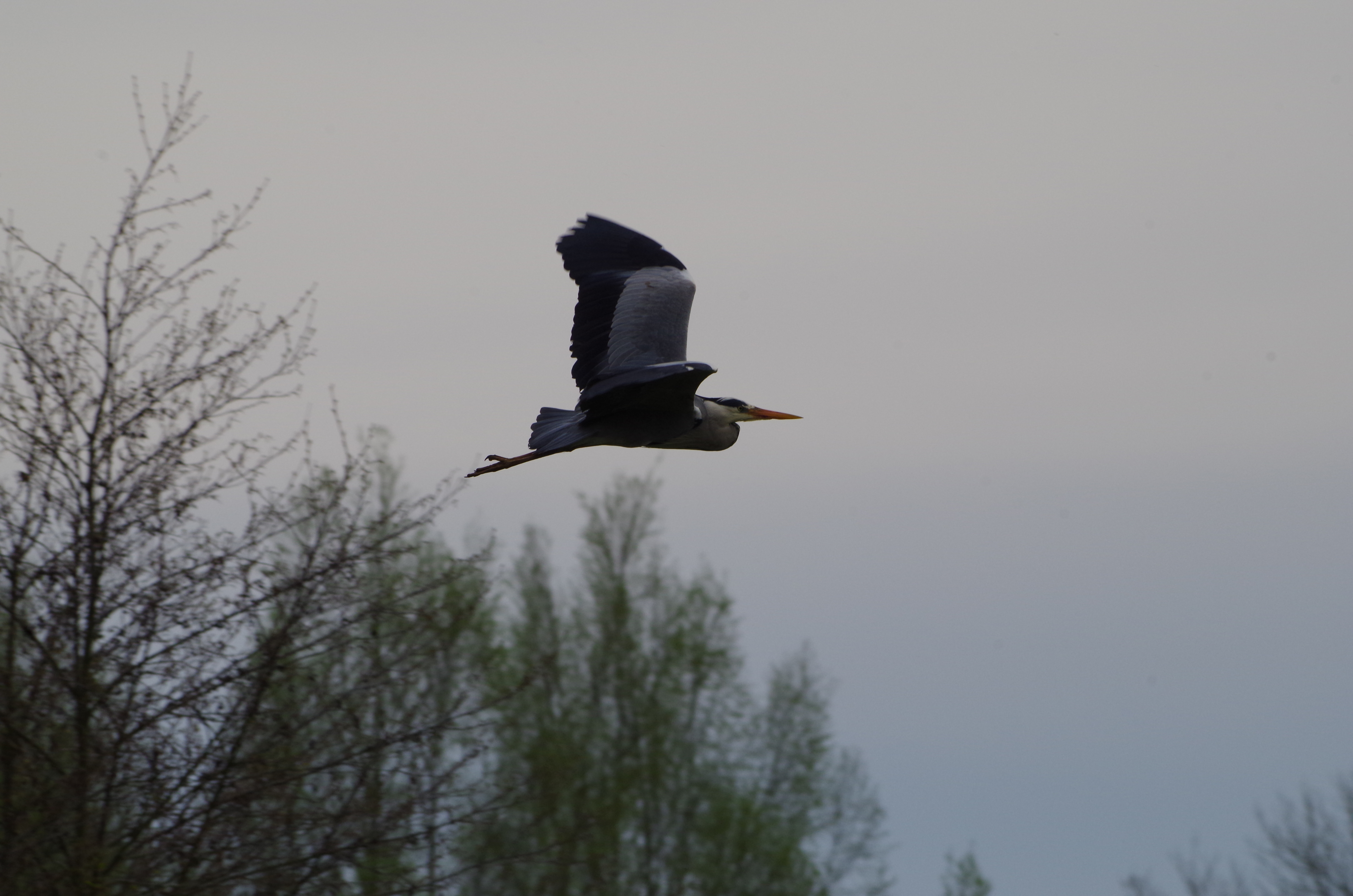 Parc aux oiseaux - Villars les Dombes - France