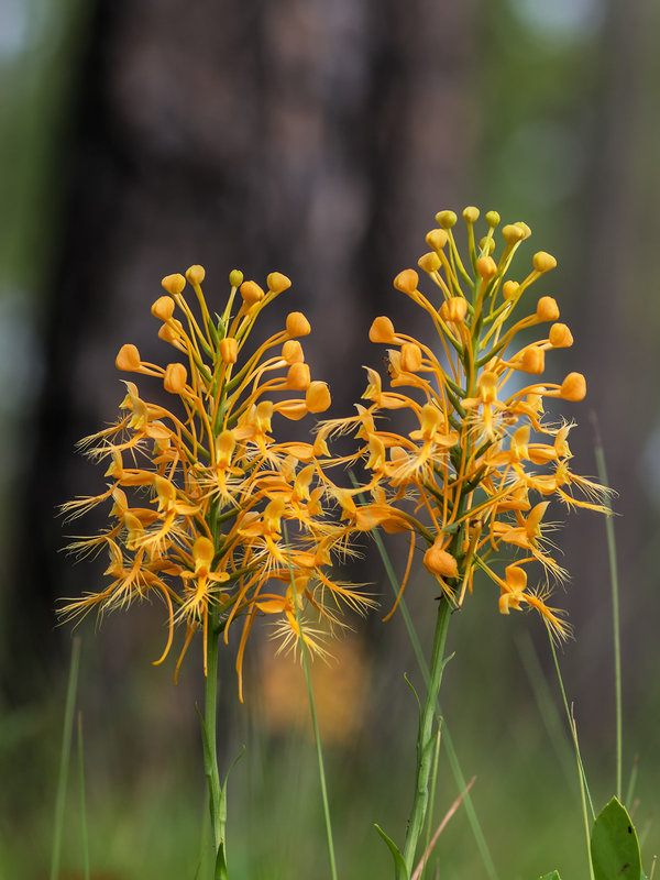 Platanthera ciliaris (Yellow Fringed orchid)