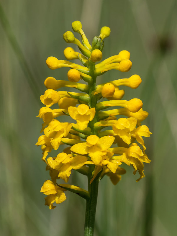 Gymnadeniopsis integra (Yellow Fringeless orchid)