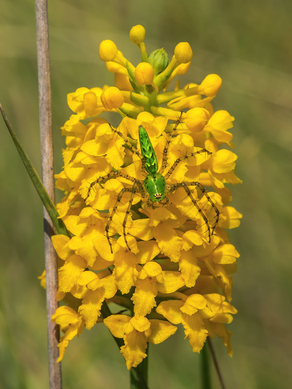 Gymnadeniopsis integra (Yellow Fringeless orchid)