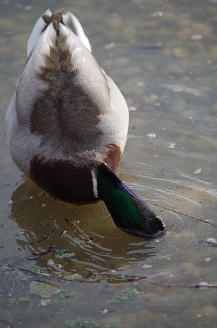 Parc aux oiseaux - Villars les Dombes