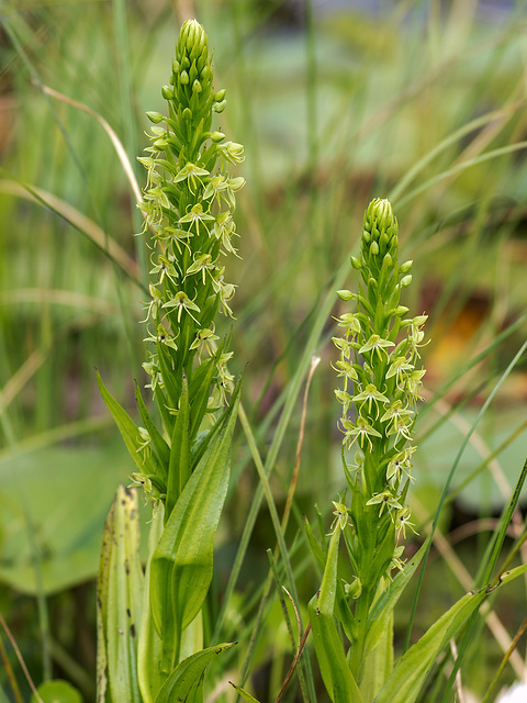 Habenaria repens (Water-spider orchid)