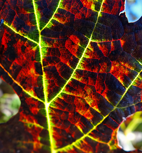 Autumn hued Grape vine leaves