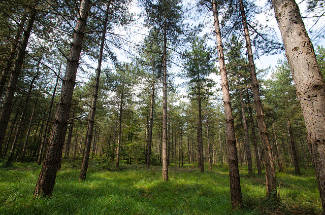 Forêt de Fontainebleau