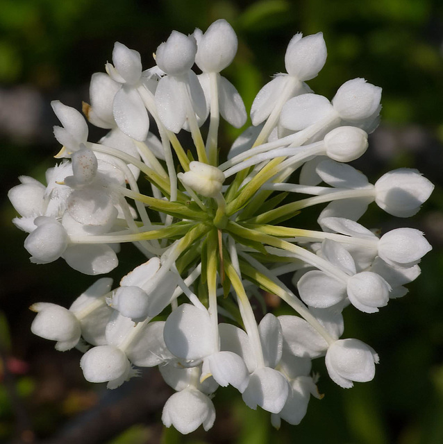 Platanthera conspicua (Southern White Fringed orchid)