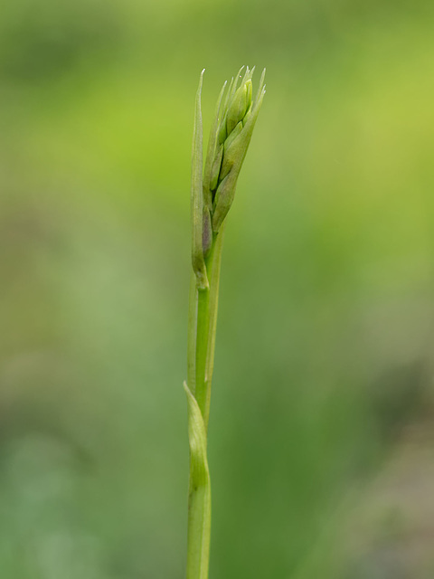 Pteroglossaspis ecristata (Spiked Medusa orchid or Crestless Plume orchid)