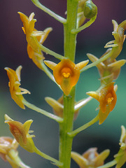 Malaxis spicata (Florida Adder's-mouth orchid)