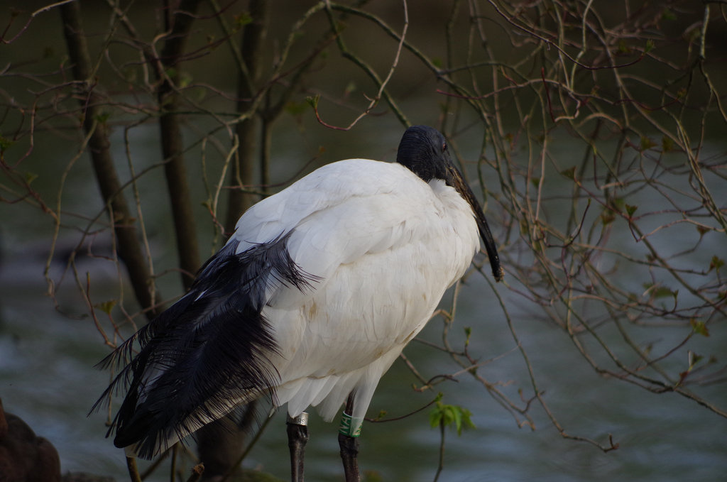 Parc aux oiseaux - Villars les Dombes