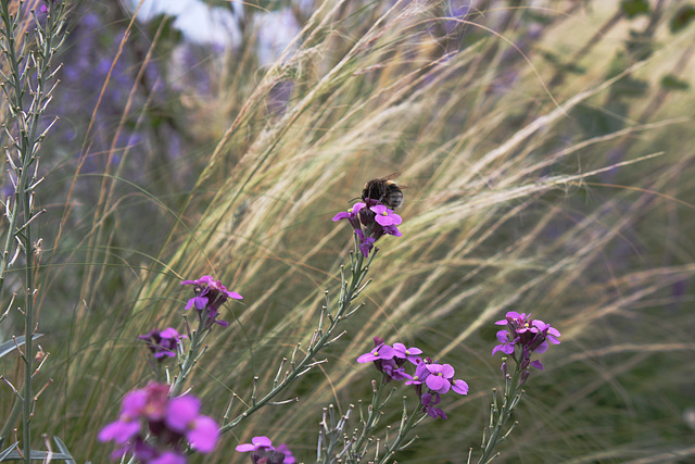 Hoverfly at 60 feet