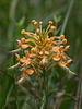 Platanthera ciliaris (Yellow Fringed orchid)