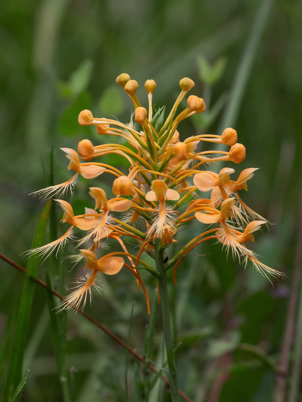 Platanthera ciliaris (Yellow Fringed orchid)