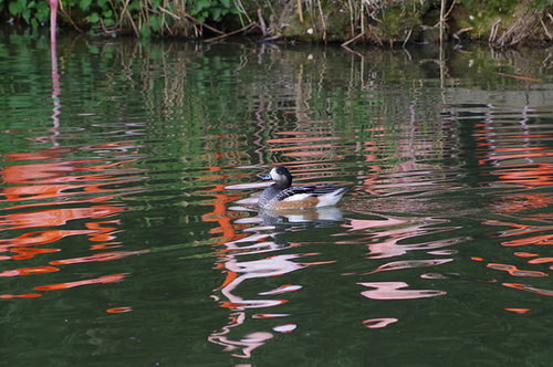 Parc aux oiseaux - Villars les Dombes