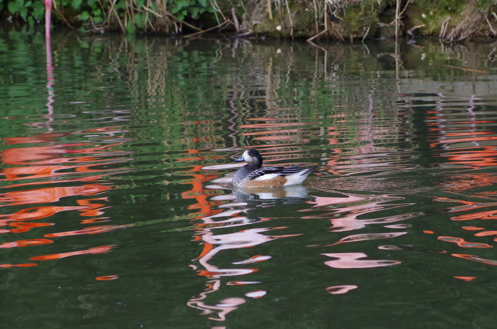 Parc aux oiseaux - Villars les Dombes